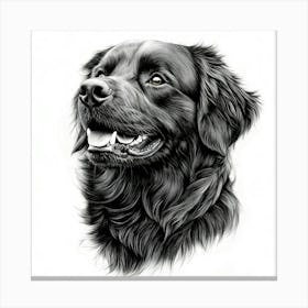 Newfoundland 1 Canvas Print