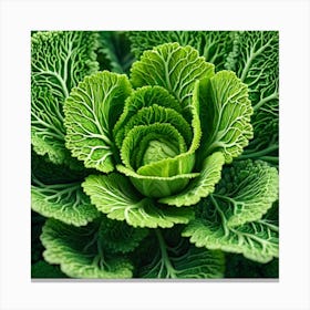 Close Up Of A Cabbage Canvas Print