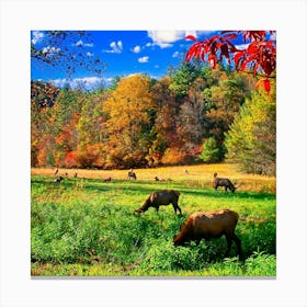 Elk Grazing In A Field Canvas Print