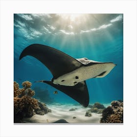 Manta Ray 1 Canvas Print