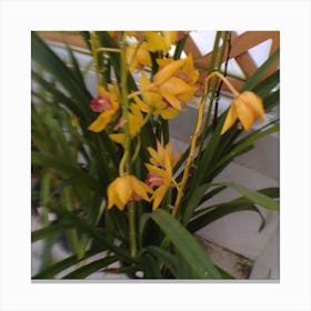 Yellow Orchids Canvas Print