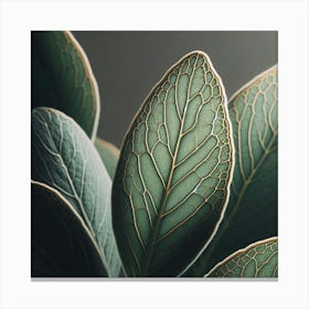 Eucalyptus Leaves Canvas Print