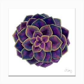 Purple Succulent 1 Canvas Print