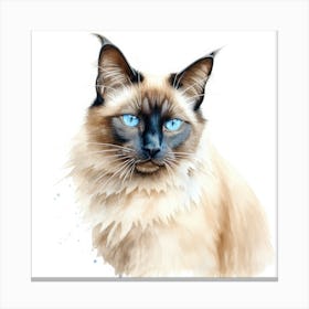 Longhair Siamese Cat Portrait Canvas Print