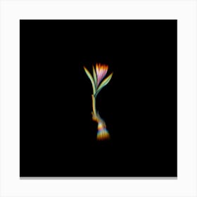 Prism Shift Spring Meadow Saffron Botanical Illustration on Black n.0393 Canvas Print