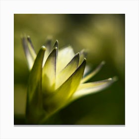 Close Up Of A Flower 1 Canvas Print