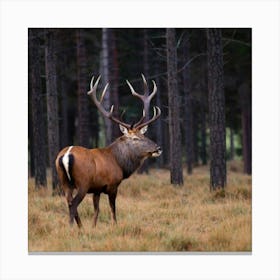 Red Deer In The Forest Canvas Print