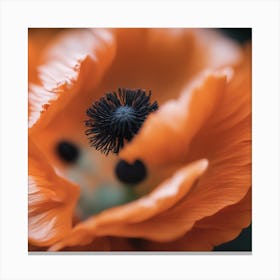 Orange Poppy Canvas Print