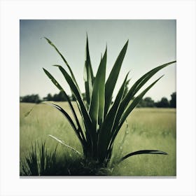 Lily Of The Valley Canvas Print