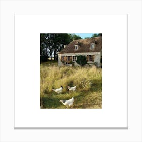 Chickens In The Grass Canvas Print