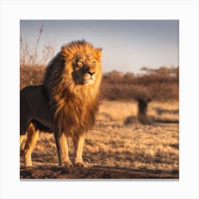 Lion In The Savannah Canvas Print