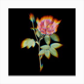 Prism Shift French Rose Botanical Illustration on Black n.0163 Canvas Print