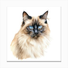 Longhair Siamese Cat Portrait 3 Canvas Print