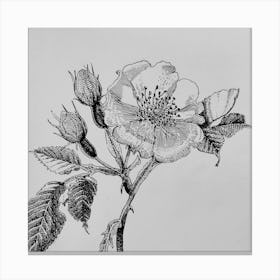 Rosehip Canvas Print