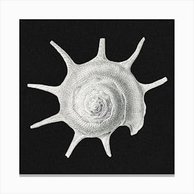Vintage Shell 1, Ernst Haeckel Canvas Print
