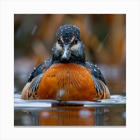 Ruddy Duck Canvas Print