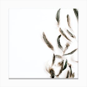 Feathers On White Background Canvas Print