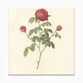 Roses On A Branch 2 Canvas Print