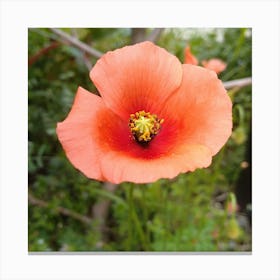 Poppy 1 Canvas Print