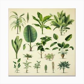 Botanical Garden Canvas Print