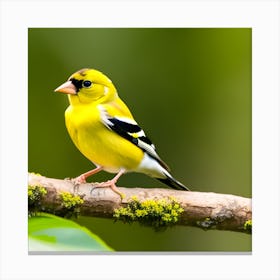 Goldfinch 6 Canvas Print