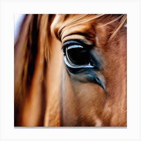 Eye Of A Horse 1 Canvas Print