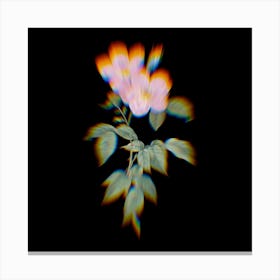 Prism Shift Tea Scented Roses Bloom Botanical Illustration on Black n.0157 Canvas Print