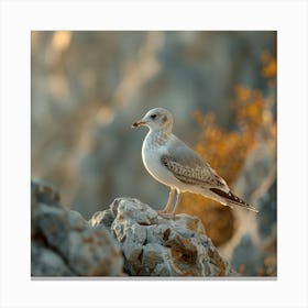 Seagull 3 Canvas Print