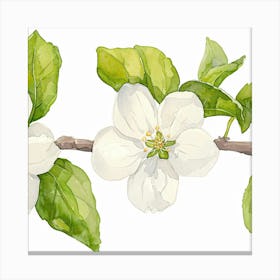 Apple Blossoms Canvas Print