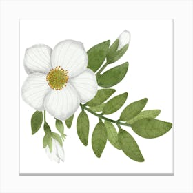 Cherokee rose and green leaves Canvas Print