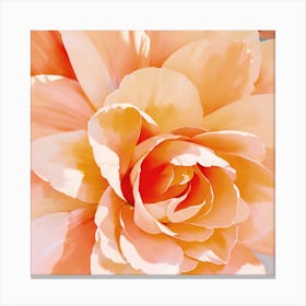 Peach Rose Canvas Print