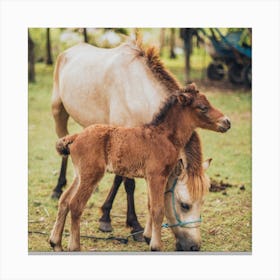 Horse And Foal Canvas Print