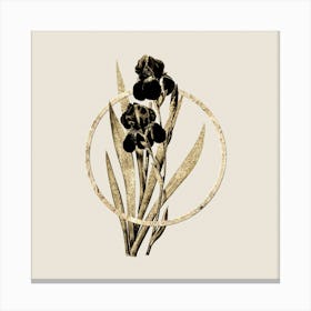 Gold Ring German Iris Glitter Botanical Illustration n.0211 Canvas Print