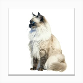 Siamese Cat 2 Canvas Print