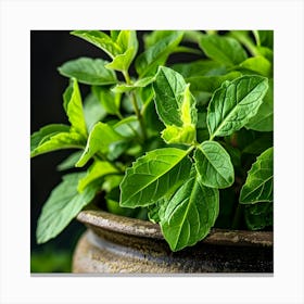 Fresh Mint Leaves In A Pot Canvas Print