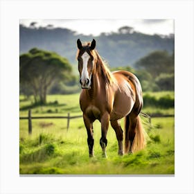 Horse In A Field 14 Canvas Print
