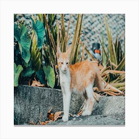 White And Orange Cat Canvas Print