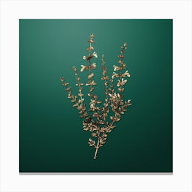Gold Botanical Cat Thyme Plant on Dark Spring Green n.4751 Canvas Print