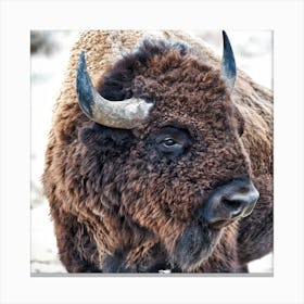 In The Presence Of Bison Canvas Print