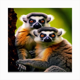 Beautiful monkeys outdoors Canvas Print