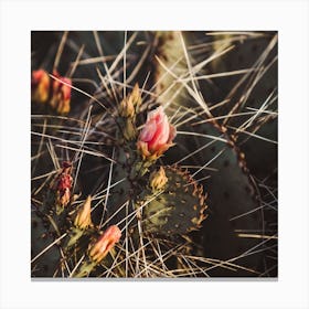 Blooming Pink Cactus Flowers Square Canvas Print