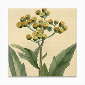 Flowering Plant Canvas Print