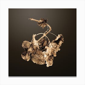 Gold Botanical Vermentino Grapes on Chocolate Brown n.4723 Canvas Print