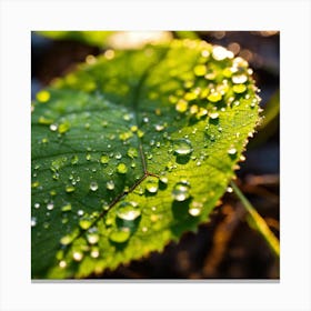 Water Droplets On A Leaf 1 Canvas Print