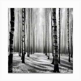 Birch Forest 37 Canvas Print