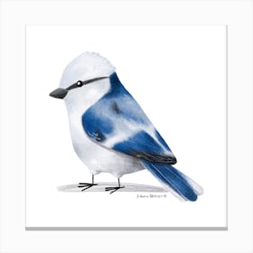 Azure Tit Bird Canvas Print
