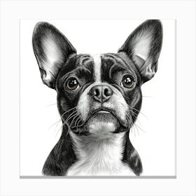 Boston Terrier Canvas Print