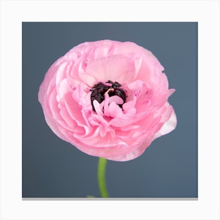 Pink Ranunculus Square Canvas Print