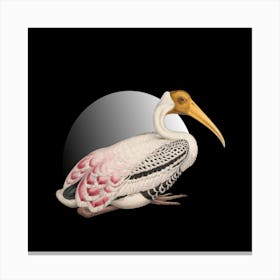 Stork Canvas Print