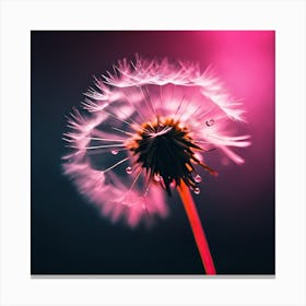 Illuminated by Pink Light, Dandelion Seeds and Water Droplets Canvas Print